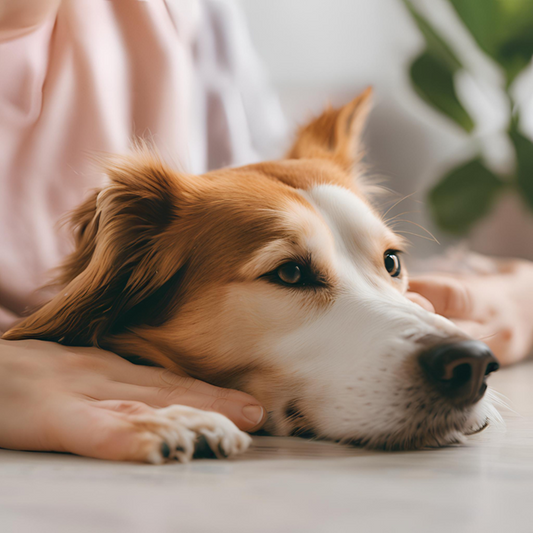 ¿Estás Realmente Cuidando el Estrés de Tu Mascota o Solo Ignorándolo?